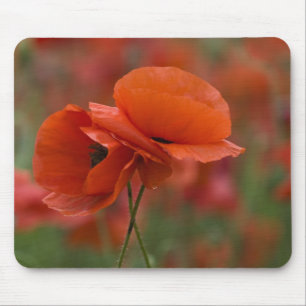 USA, North Carolina. Two red poppies Mouse Pad