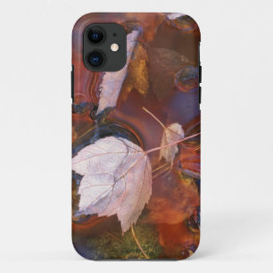USA, Northeast, Fall leaves in puddle with iPhone 11 Case