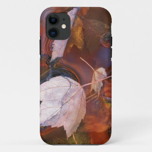 USA, Northeast, Fall leaves in puddle with Case-Mate iPhone Case