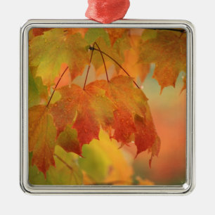 USA, Northeast, Maple Leaves in Rain. Credit as: Metal Tree Decoration