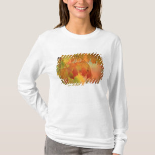 USA, Northeast, Maple Leaves in Rain. Credit as: T-Shirt