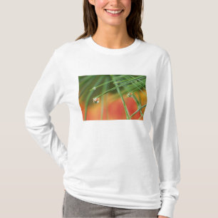 USA, Northeast, Pine tree needles with drops of T-Shirt
