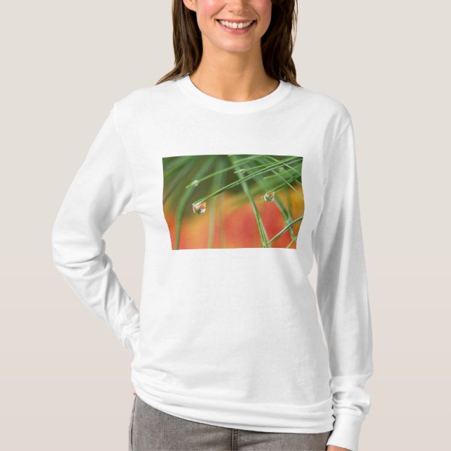 USA, Northeast, Pine tree needles with drops of T-Shirt (Front)