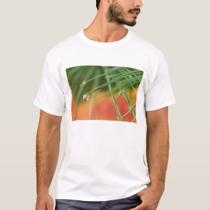 USA, Northeast, Pine tree needles with drops of T-Shirt