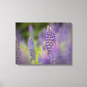 USA, Northeastern Minnesota, near Silver Bay, Canvas Print