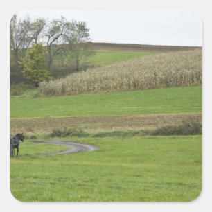 USA, Northeastern Ohio. Amish buggy on farm Square Sticker