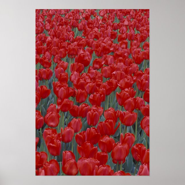 USA, Ohio, Cincinnati. Bed of red tulips Poster (Front)