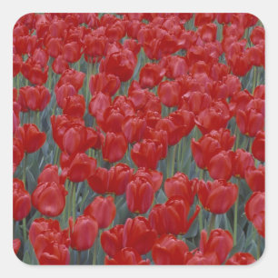 USA, Ohio, Cincinnati. Bed of red tulips Square Sticker