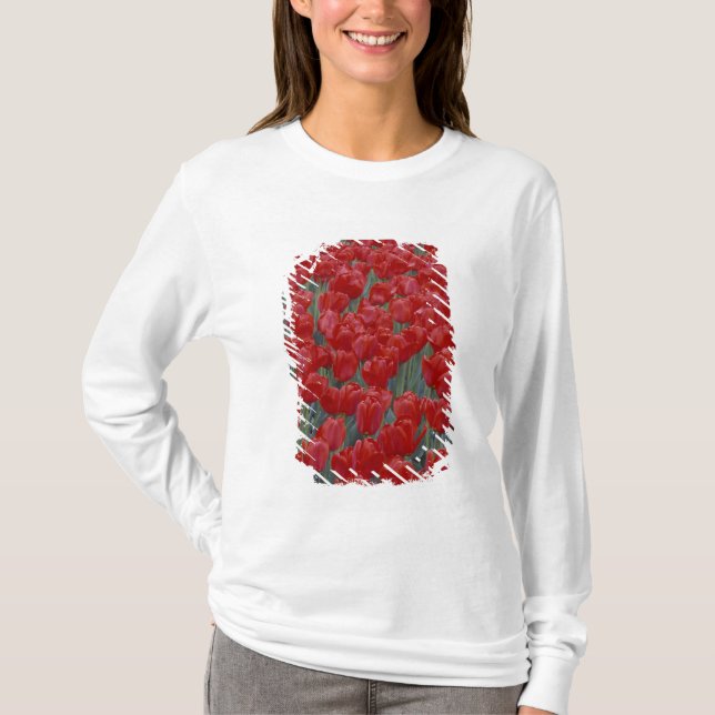 USA, Ohio, Cincinnati. Bed of red tulips T-Shirt (Front)