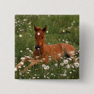 USA, Oregon, Arabian Pony. 15 Cm Square Badge