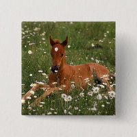 USA, Oregon, Arabian Pony.