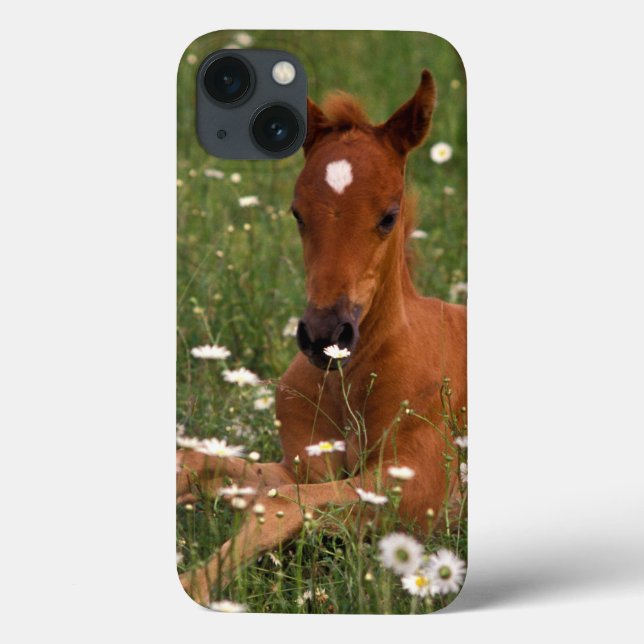 USA, Oregon, Arabian Pony. Case-Mate iPhone Case (Back)