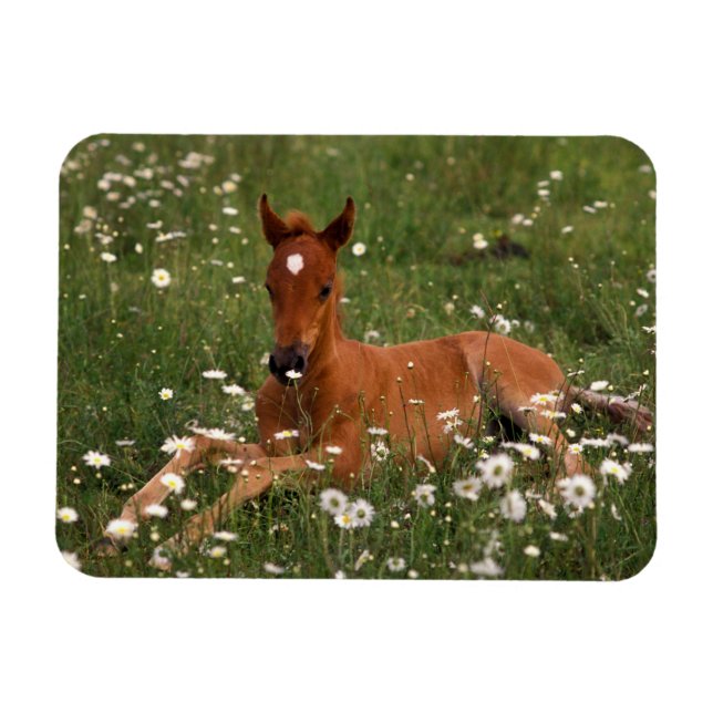 USA, Oregon, Arabian Pony. Magnet (Horizontal)