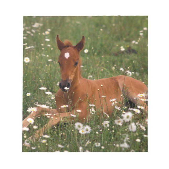 USA, Oregon, Arabian Pony. Notepad (Front)