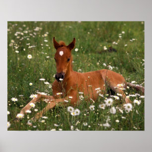 USA, Oregon, Arabian Pony. Poster