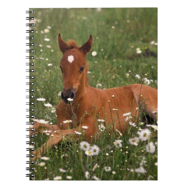 USA, Oregon, Arabian Pony. Spiral Notebook (Front)