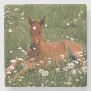 USA, Oregon, Arabian Pony. Stone Coaster