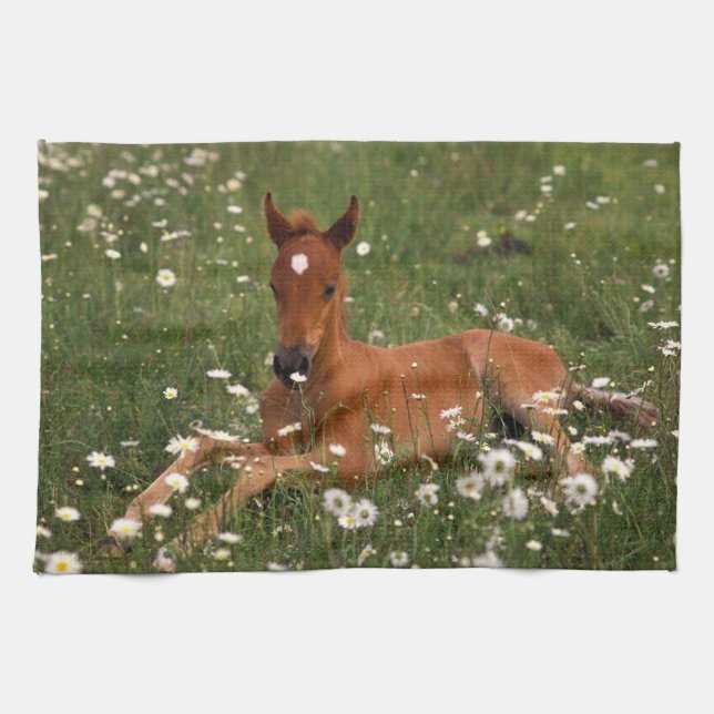 USA, Oregon, Arabian Pony. Tea Towel (Horizontal)