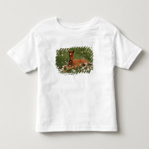 USA, Oregon, Arabian Pony. Toddler T-Shirt