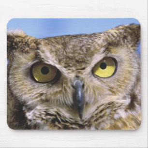 USA, Oregon, Bend. Great Horned Owls are common Mouse Pad