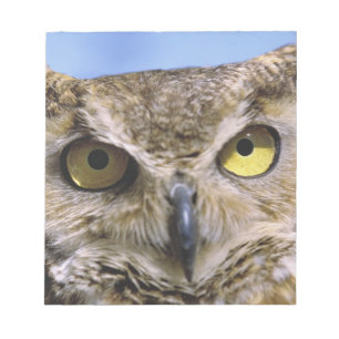 USA, Oregon, Bend. Great Horned Owls are common Notepad