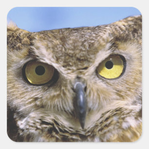 USA, Oregon, Bend. Great Horned Owls are common Square Sticker