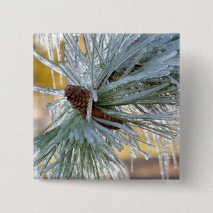 USA, Oregon, Bend. Ponderosa pine needles are 15 Cm Square Badge