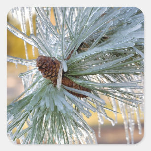 USA, Oregon, Bend. Ponderosa pine needles are Square Sticker