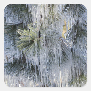USA, Oregon, Bend. The ice on Ponderosa pine Square Sticker