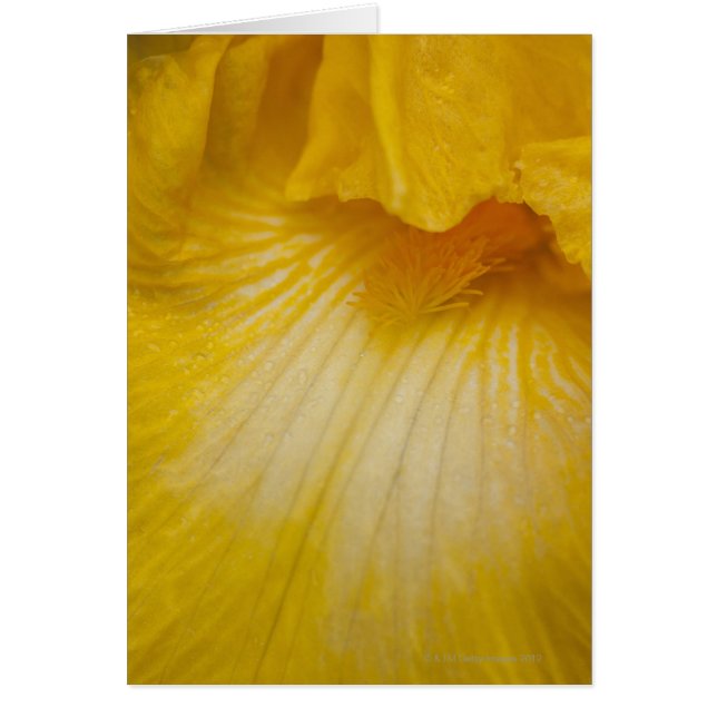 USA, Oregon, Close-up of yellow iris (Front)