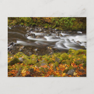 USA, Oregon, Columbia River Gorge, Tanner Creek 2 Postcard