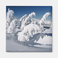 USA, Oregon, Crater Lake NP. Trees droop under a