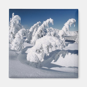 USA, Oregon, Crater Lake NP. Trees droop under a Magnet