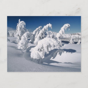 USA, Oregon, Crater Lake NP. Trees droop under a Postcard