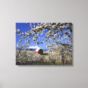 USA, Oregon, Hood River Valley, Pear orchard Canvas Print