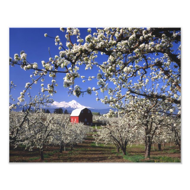 USA, Oregon, Hood River Valley, Pear orchard Photo Print (Front)