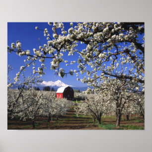 USA, Oregon, Hood River Valley, Pear orchard Poster
