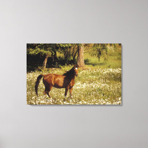 USA, Oregon. Horse in field of daisies Canvas Print