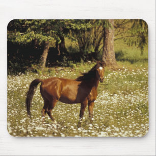 USA, Oregon. Horse in field of daisies Mouse Pad