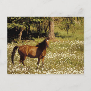 USA, Oregon. Horse in field of daisies Postcard