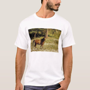 USA, Oregon. Horse in field of daisies T-Shirt