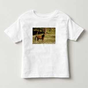 USA, Oregon. Horse in field of daisies Toddler T-Shirt