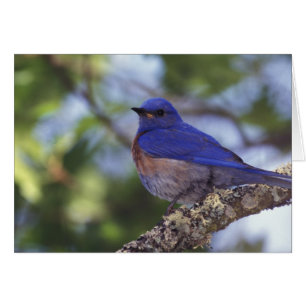 USA, Oregon. Male Western Bluebird