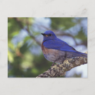 USA, Oregon. Male Western Bluebird Postcard