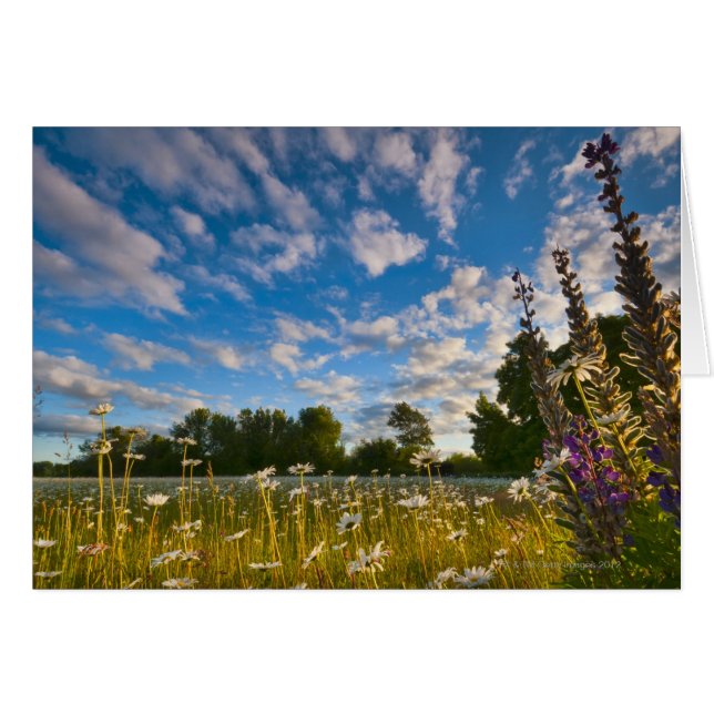 USA, Oregon, Marion County, Meadow with (Front Horizontal)