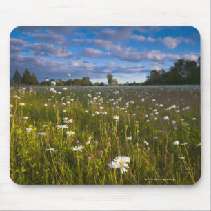USA, Oregon, Marion County, Meadow with 2 Mouse Pad