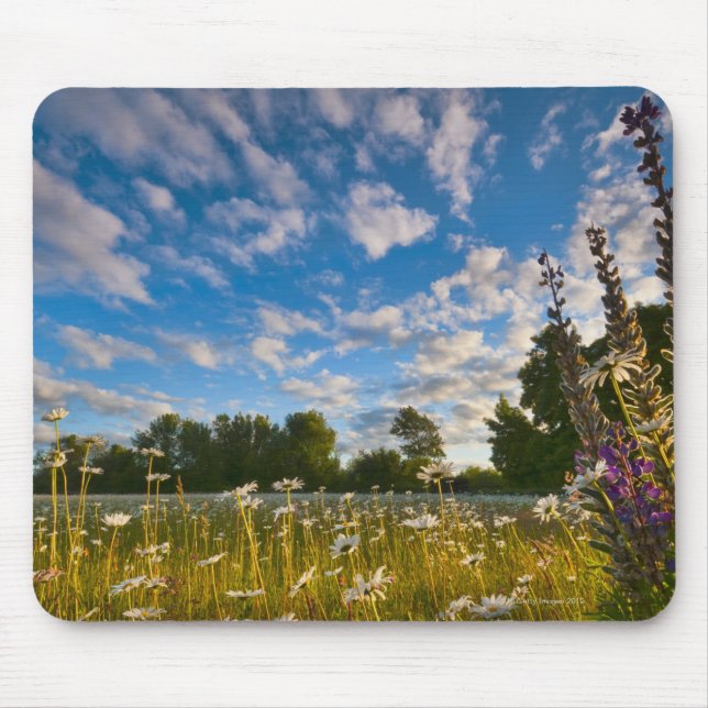 USA, Oregon, Marion County, Meadow with Mouse Pad (Front)