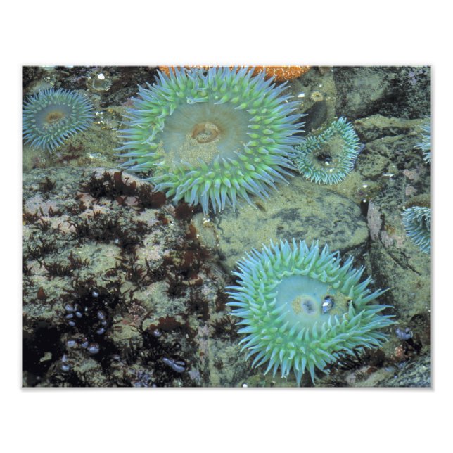 USA, Oregon, Nepture SP. Jewel-toned sea Photo Print (Front)