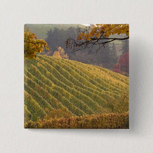 USA, Oregon, Newberg. Vineyard in the fall. 15 Cm Square Badge