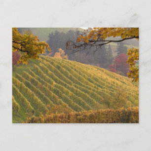 USA, Oregon, Newberg. Vineyard in the fall. Postcard